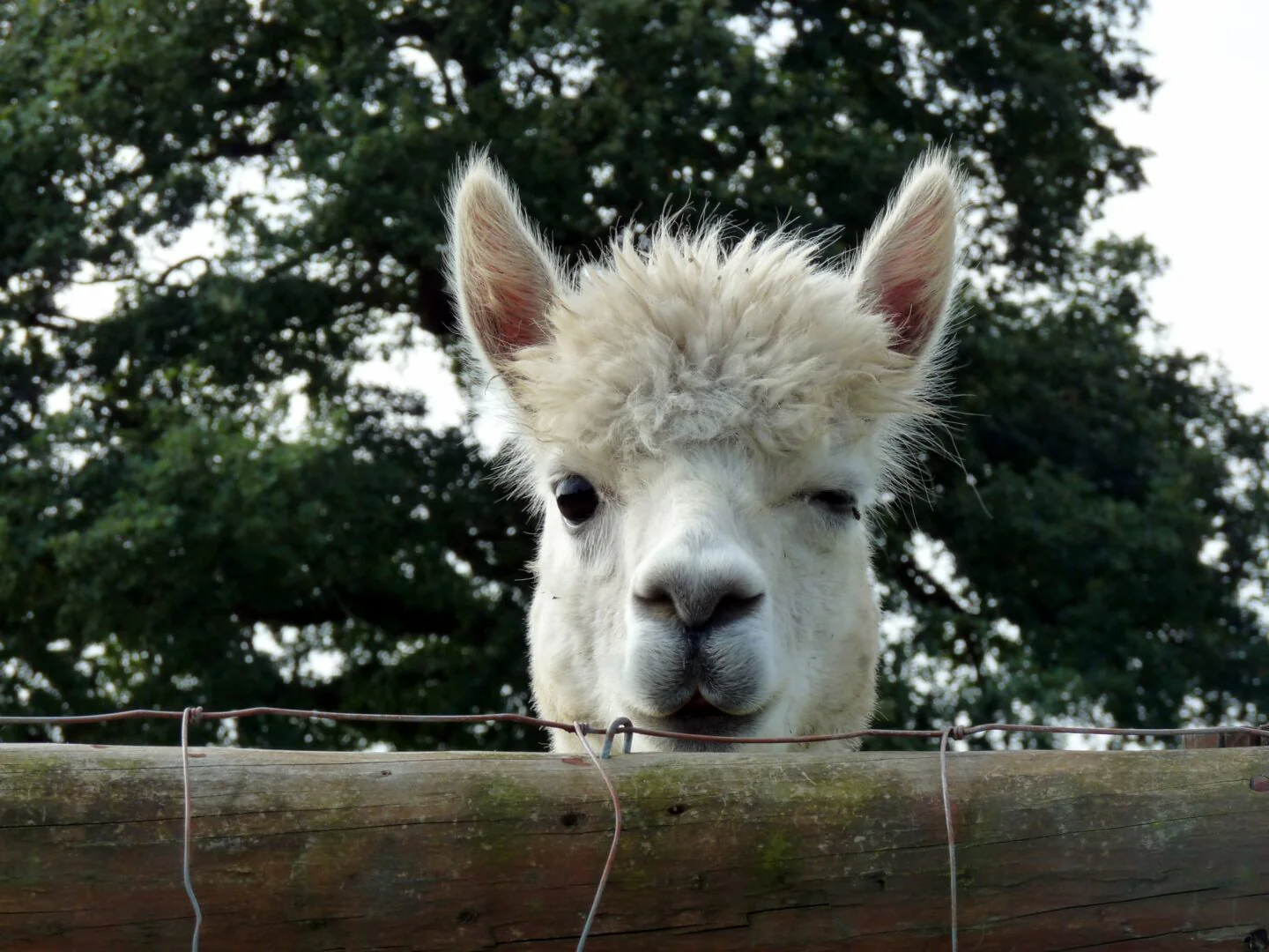Quirky Adventures - Image 6