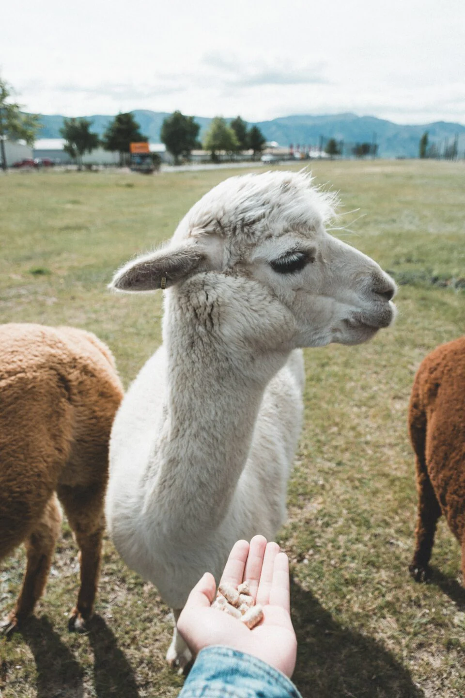 Country Farms & Furry Friends - Image 4