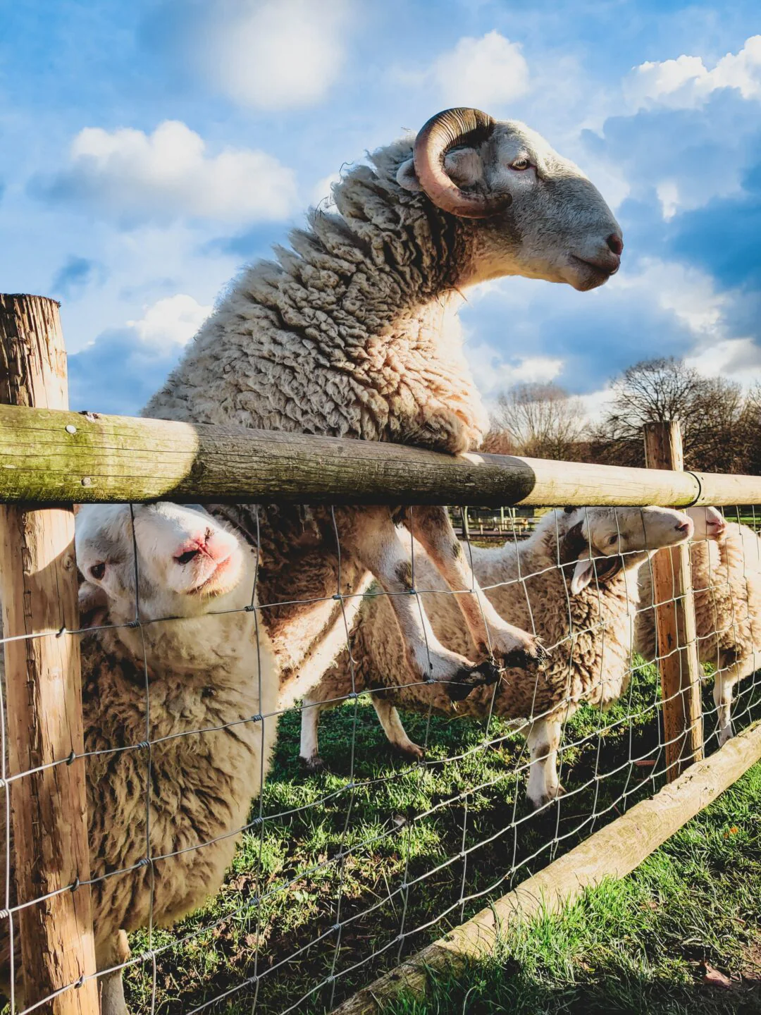 Country Farms & Furry Friends - Image 5