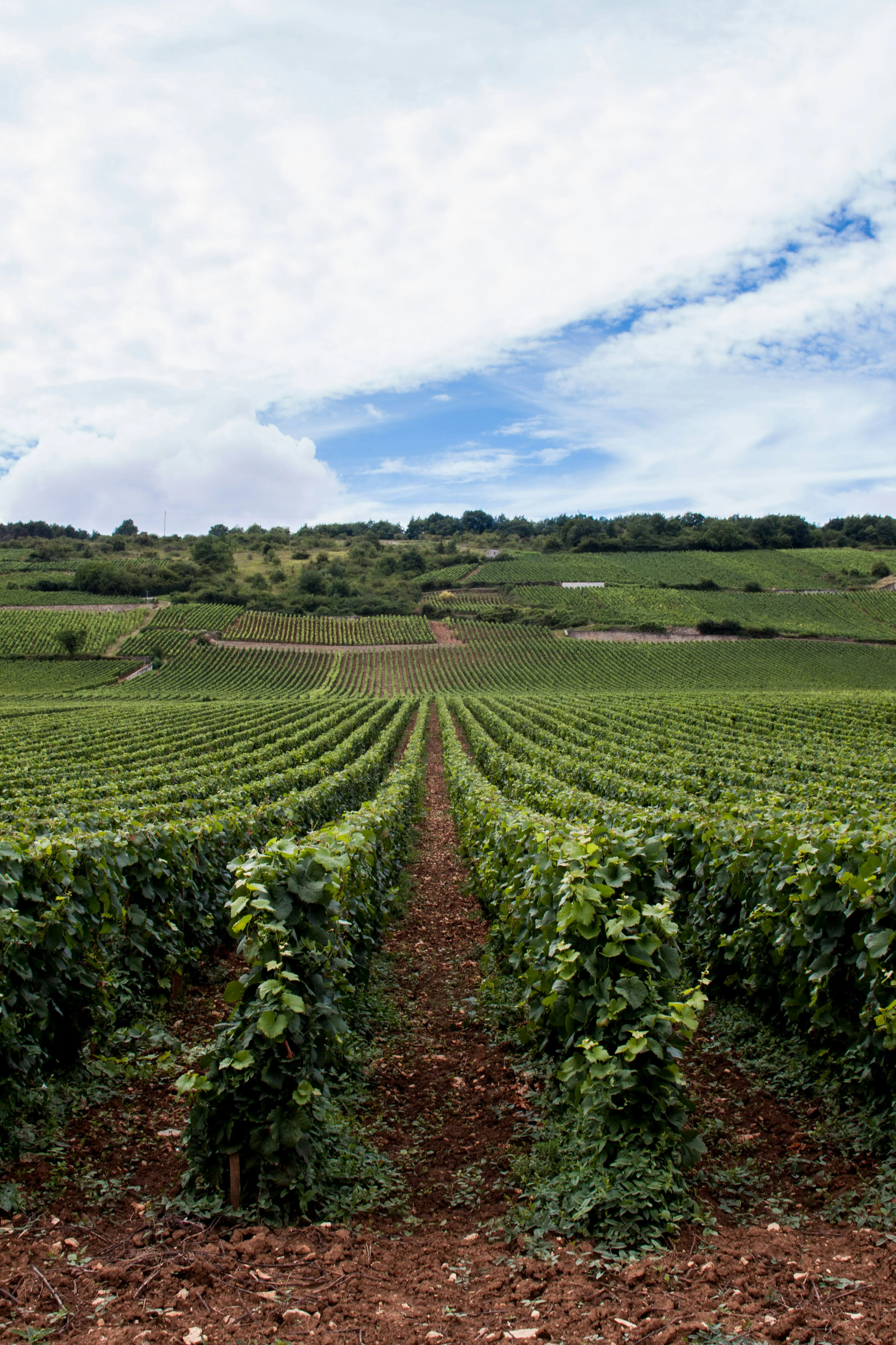 Groves, Gardens & Grapevines - Image 5