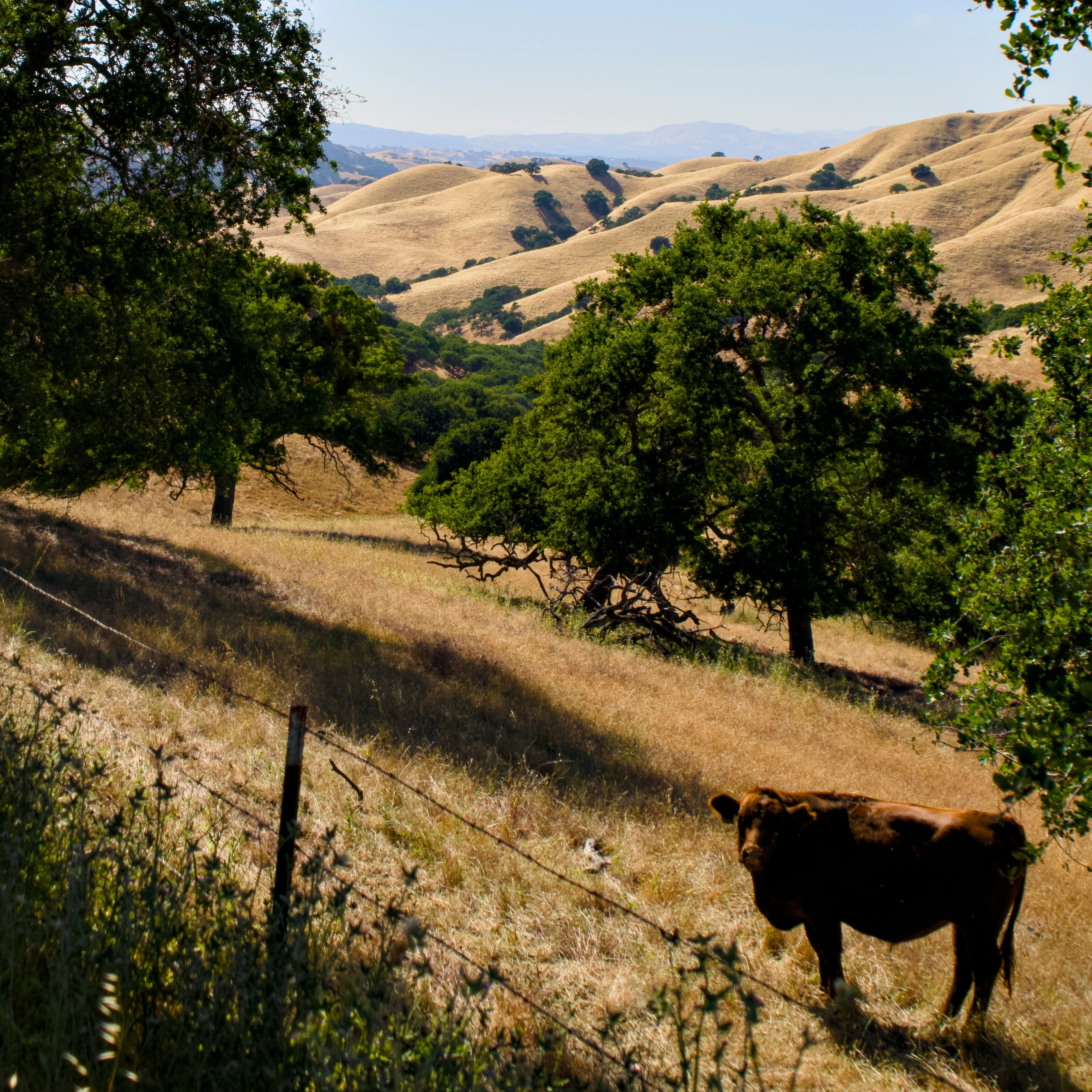 Hill Country Harvest - Image 3