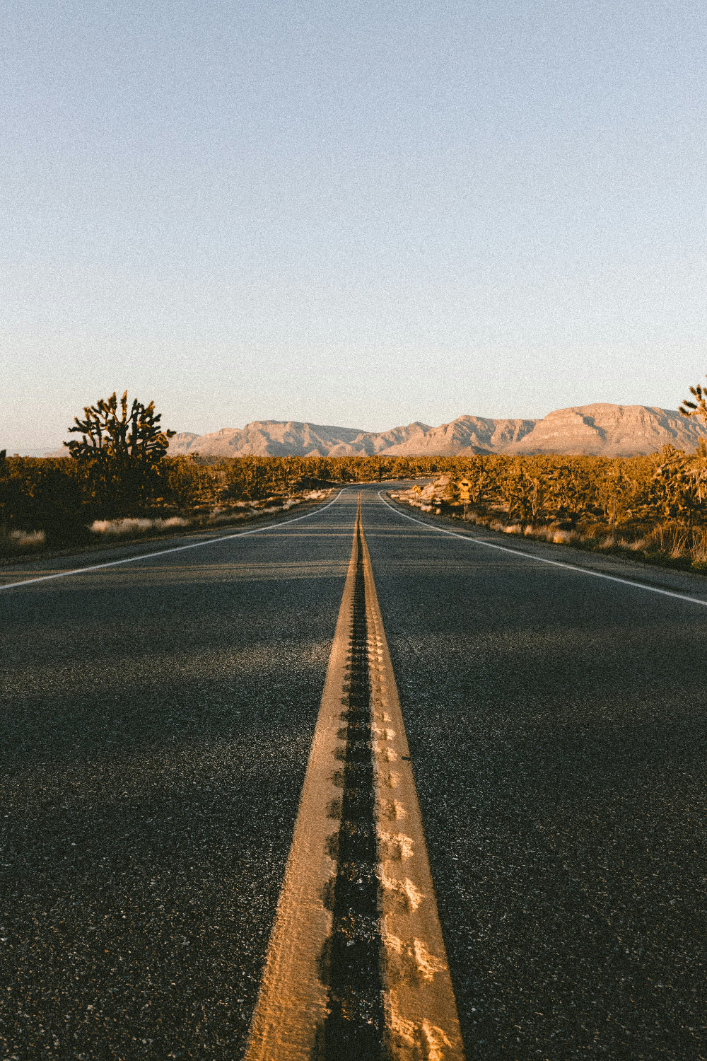 Joshua Tree Journey - Image 4