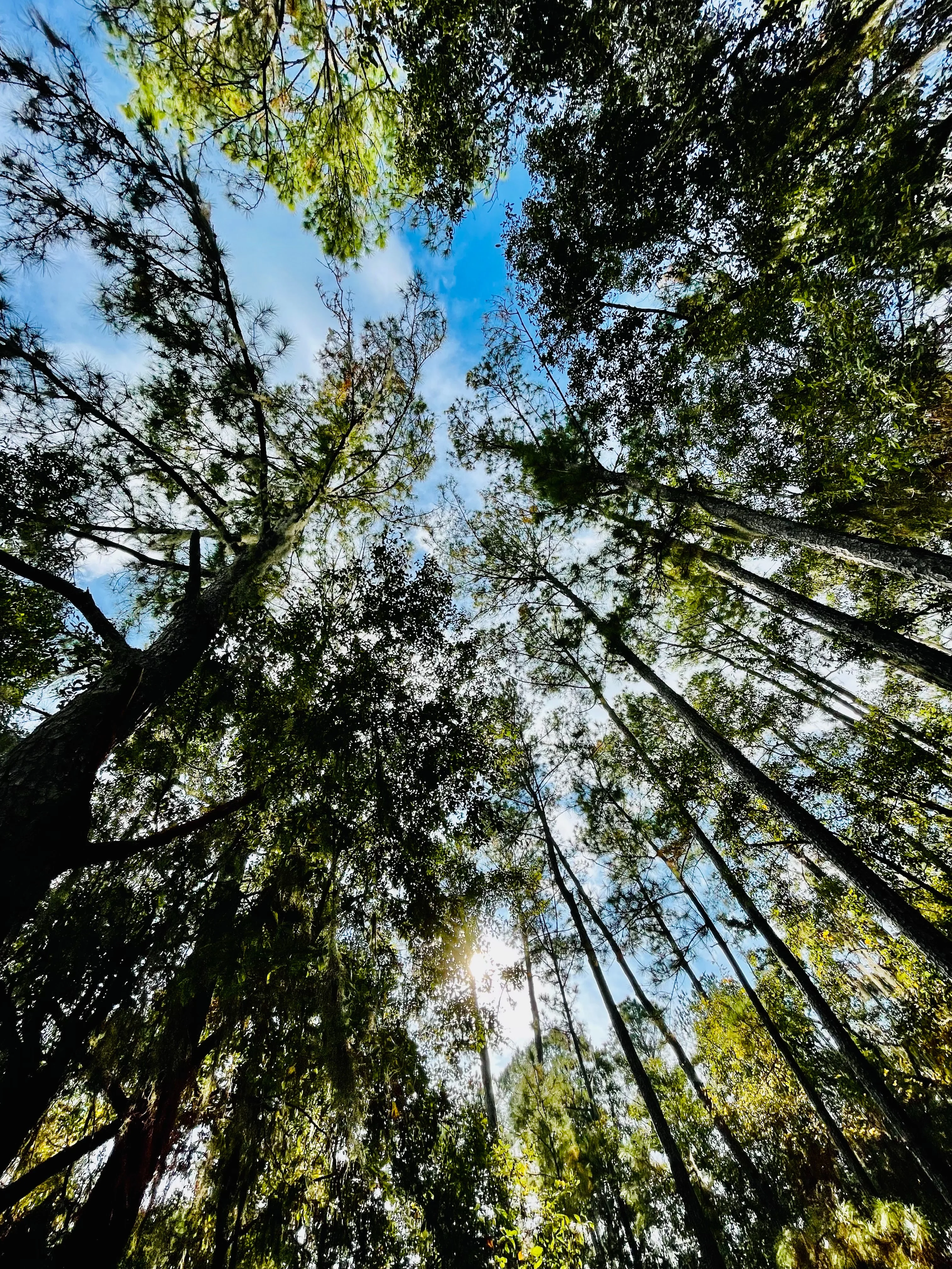 Old Florida Trail - Image 5